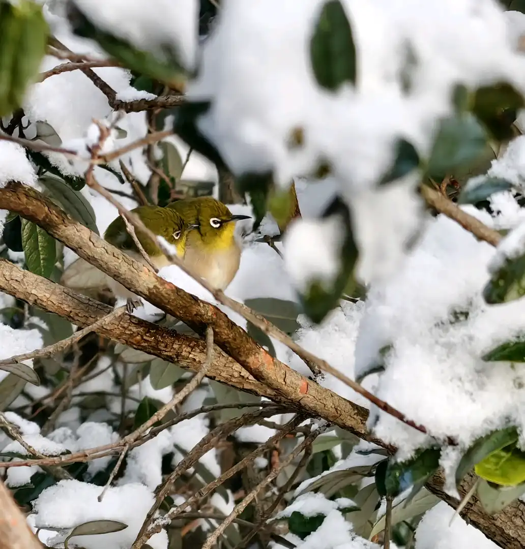 身を寄せ合うメジロの羽繕い