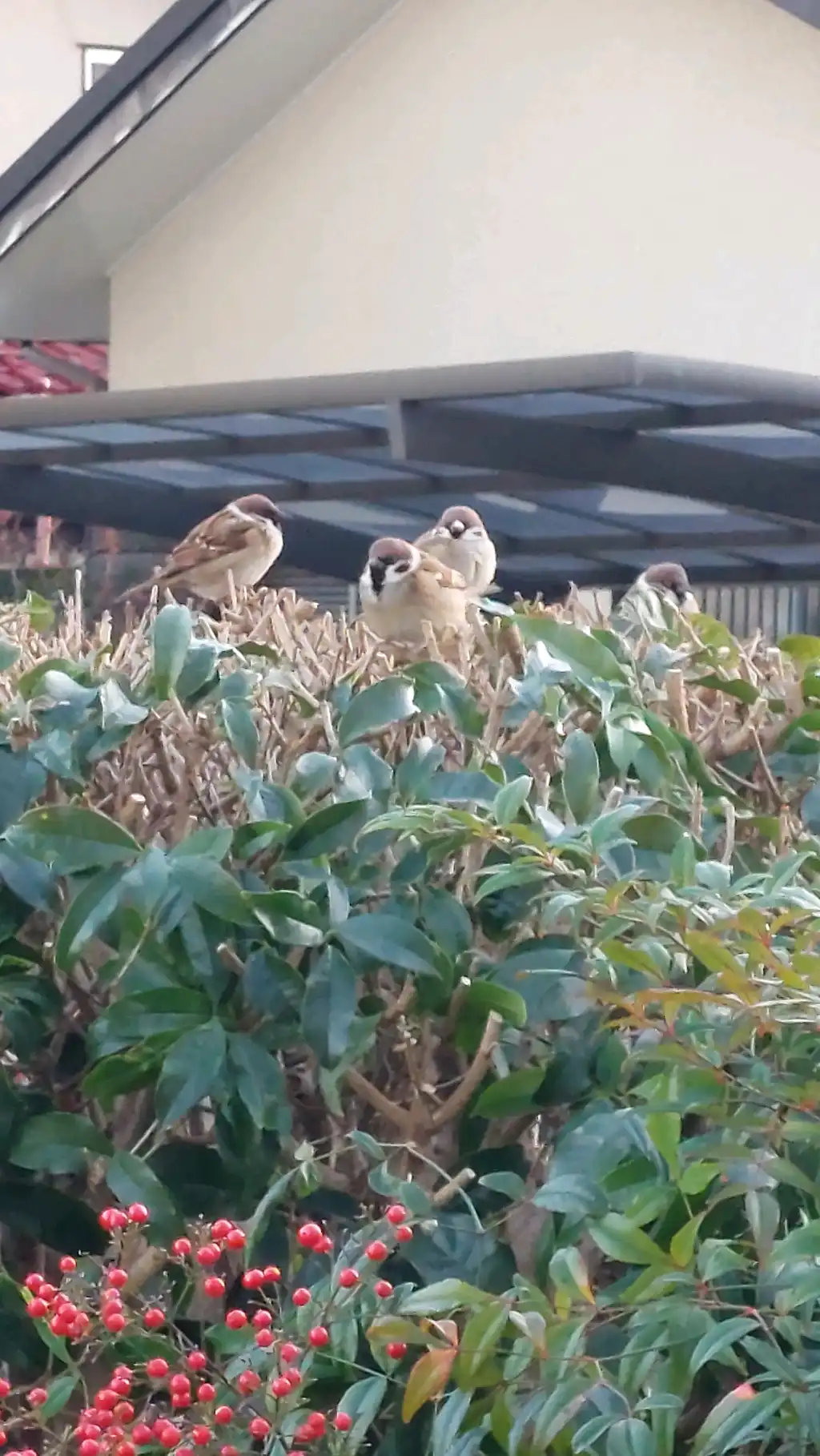 クリスマスチュンリー？