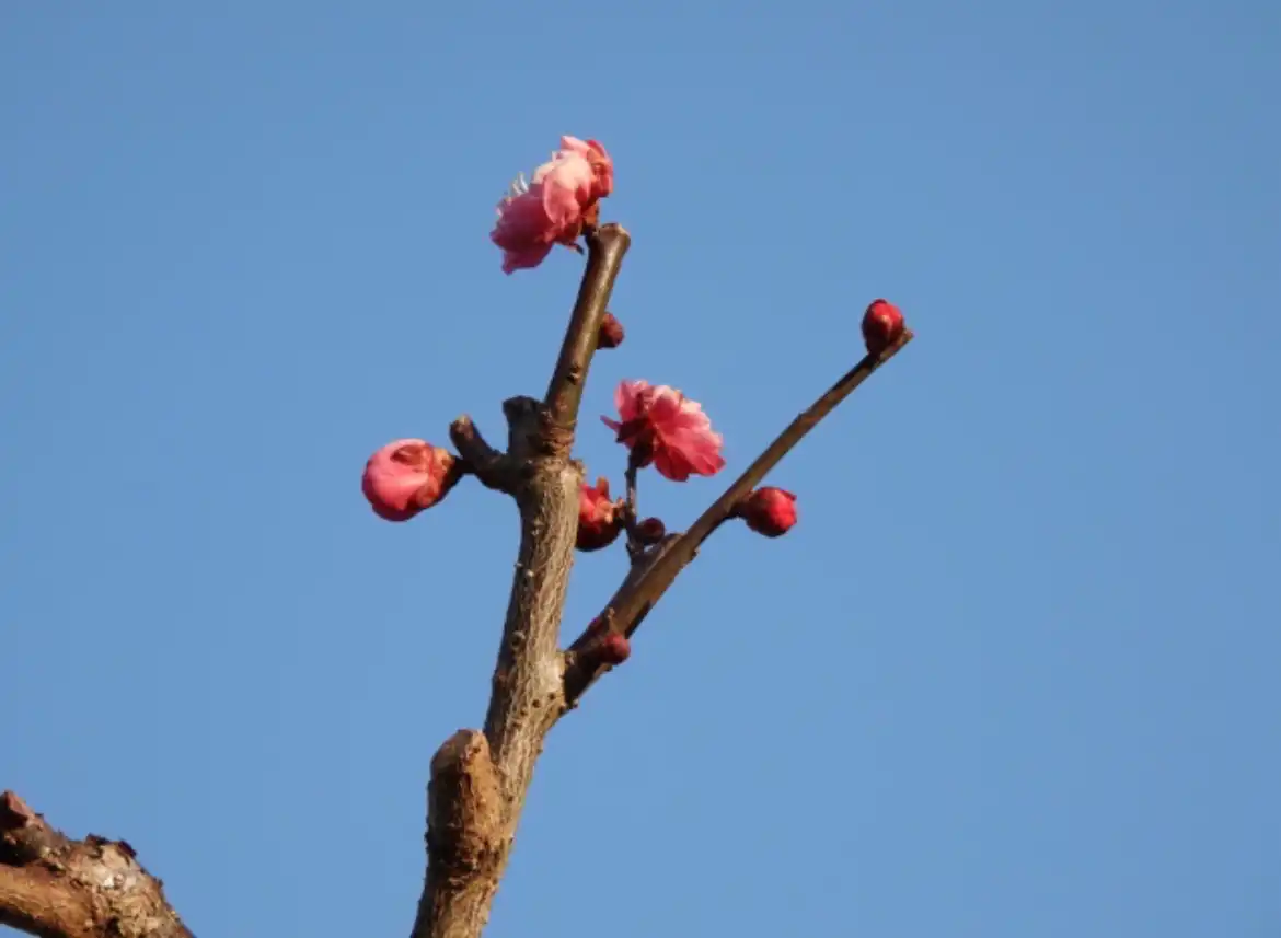 春近し！梅咲き始め✨