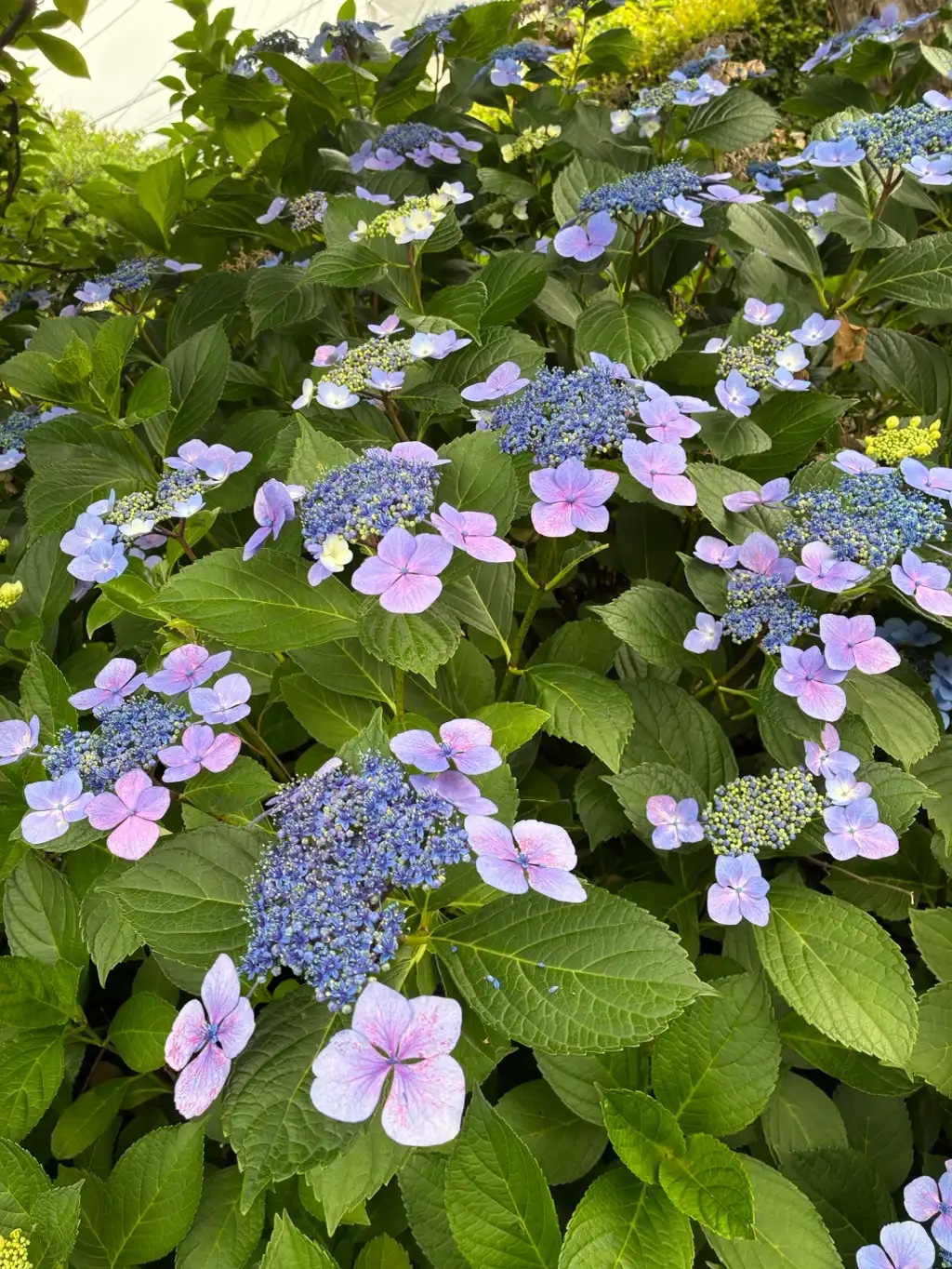 紫陽花