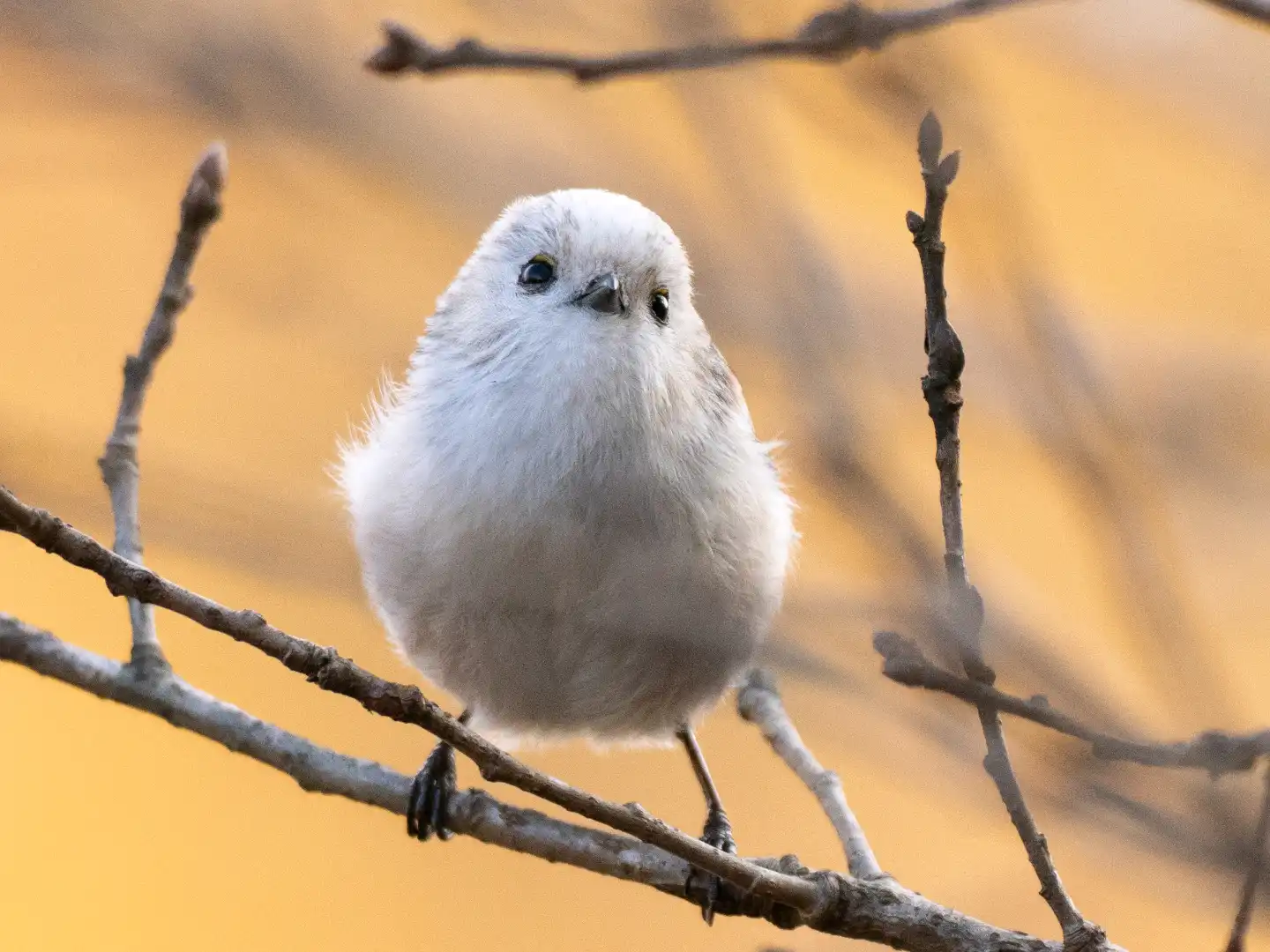 守谷の白(っぽ)い妖精▪️チバエナガ