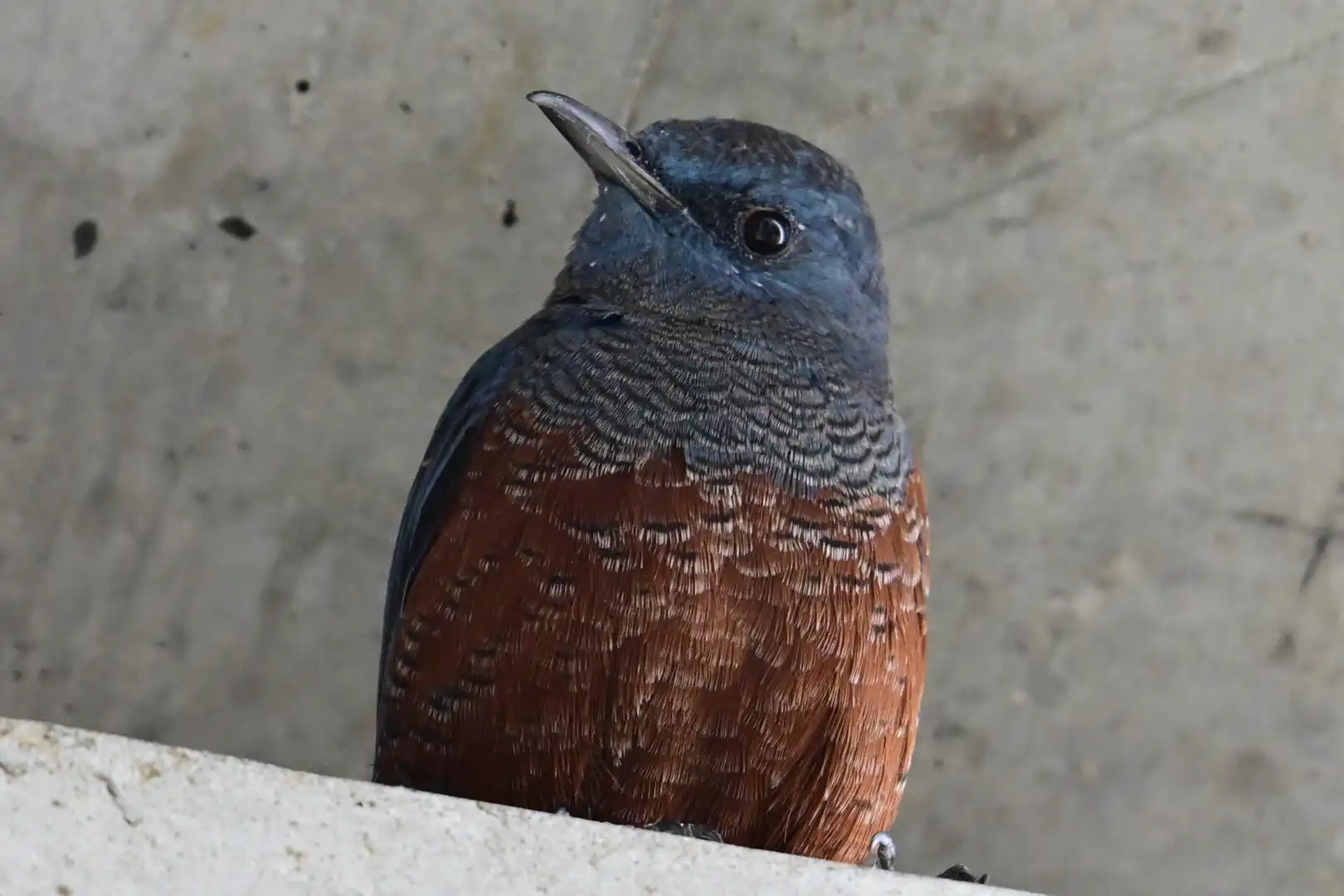 好奇心旺盛なイソヒヨドリ