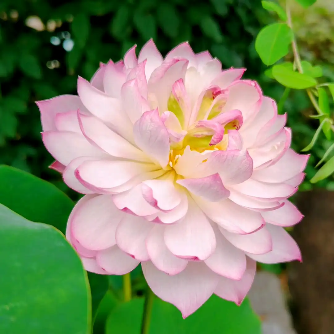 八重咲きの蓮