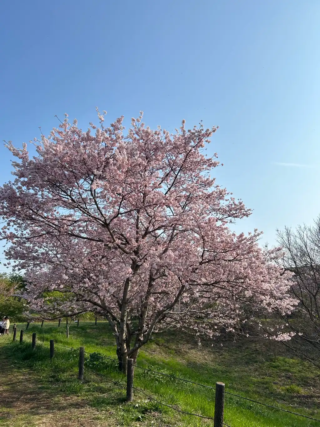 満開の桜