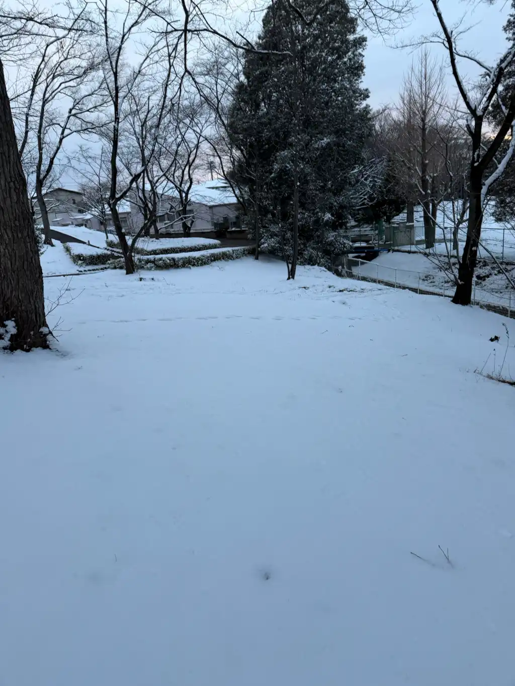 積雪の森林公園