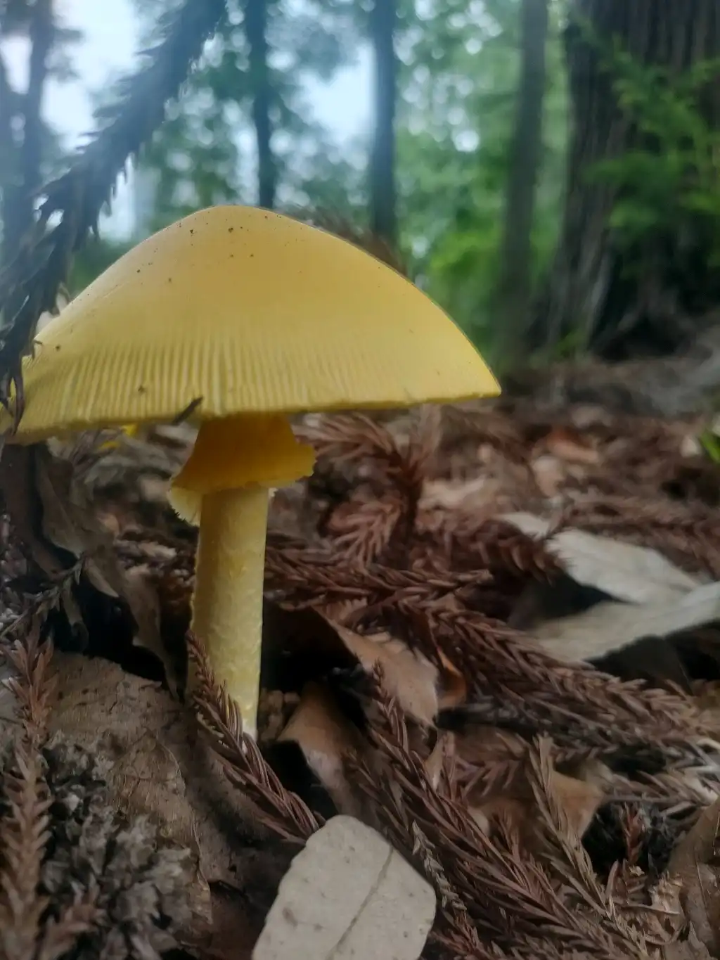 きのこの世界