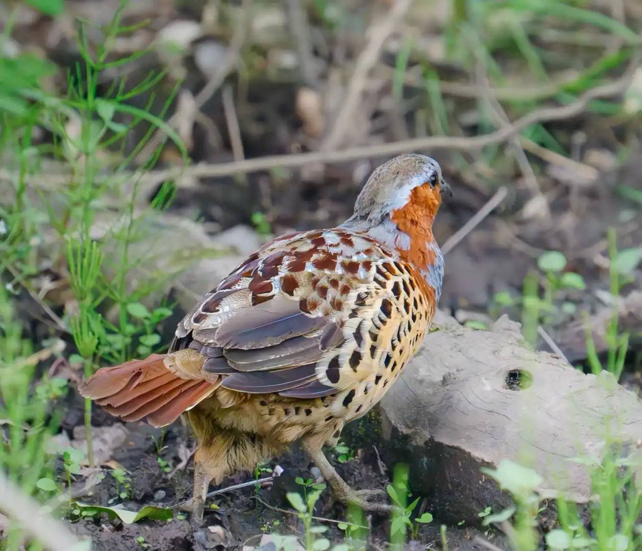 野鳥の道でリアルコジュマル発見！！