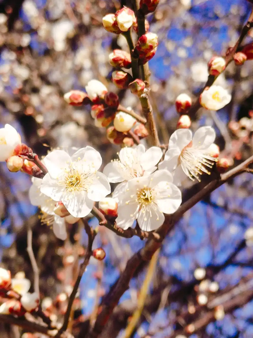 如月～梅の開花～