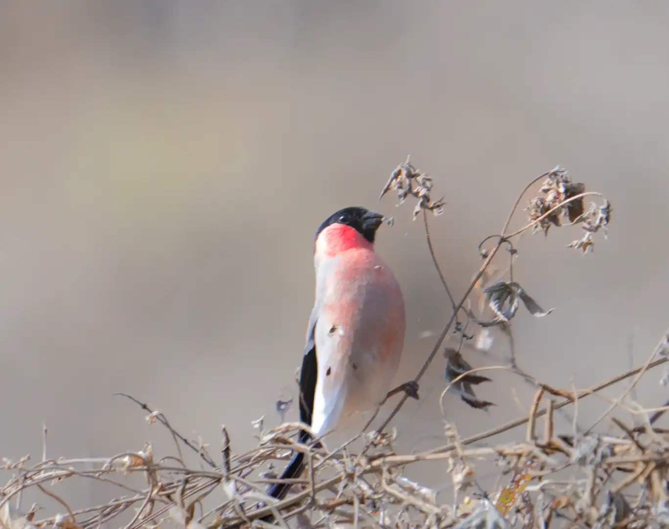 守谷にウソちゃんがきた！