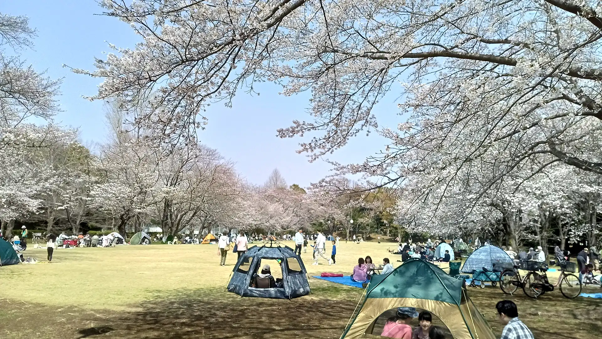 お花見
