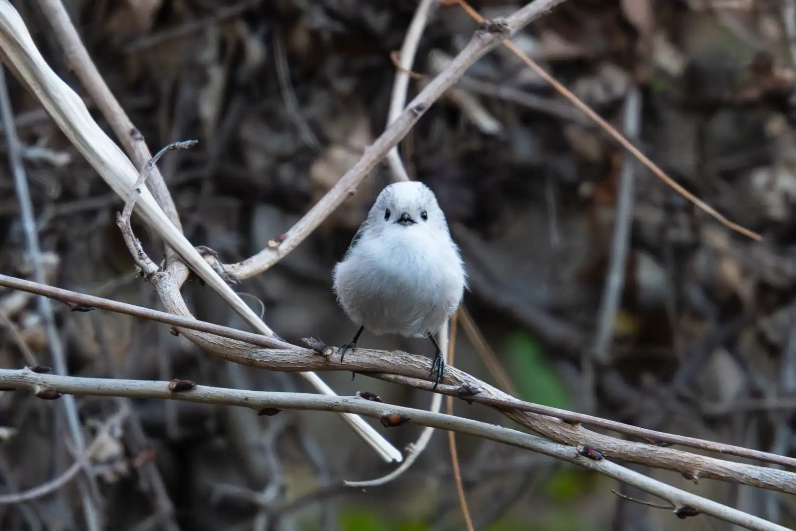 ほぼシマエナガ？なエナガちゃん