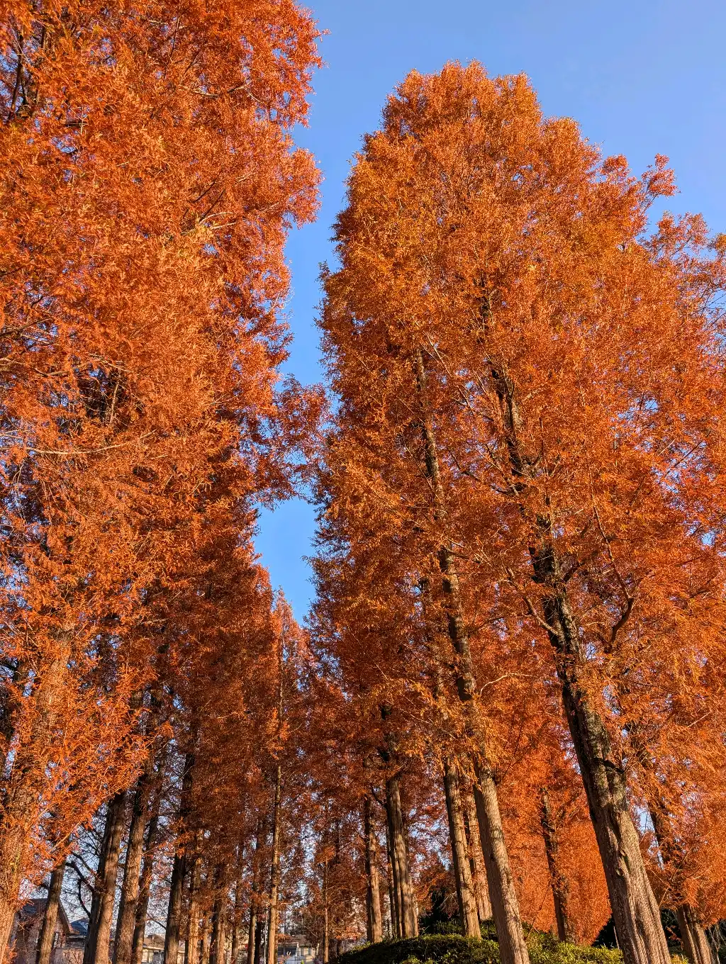 夕日を浴びたメタセコイア