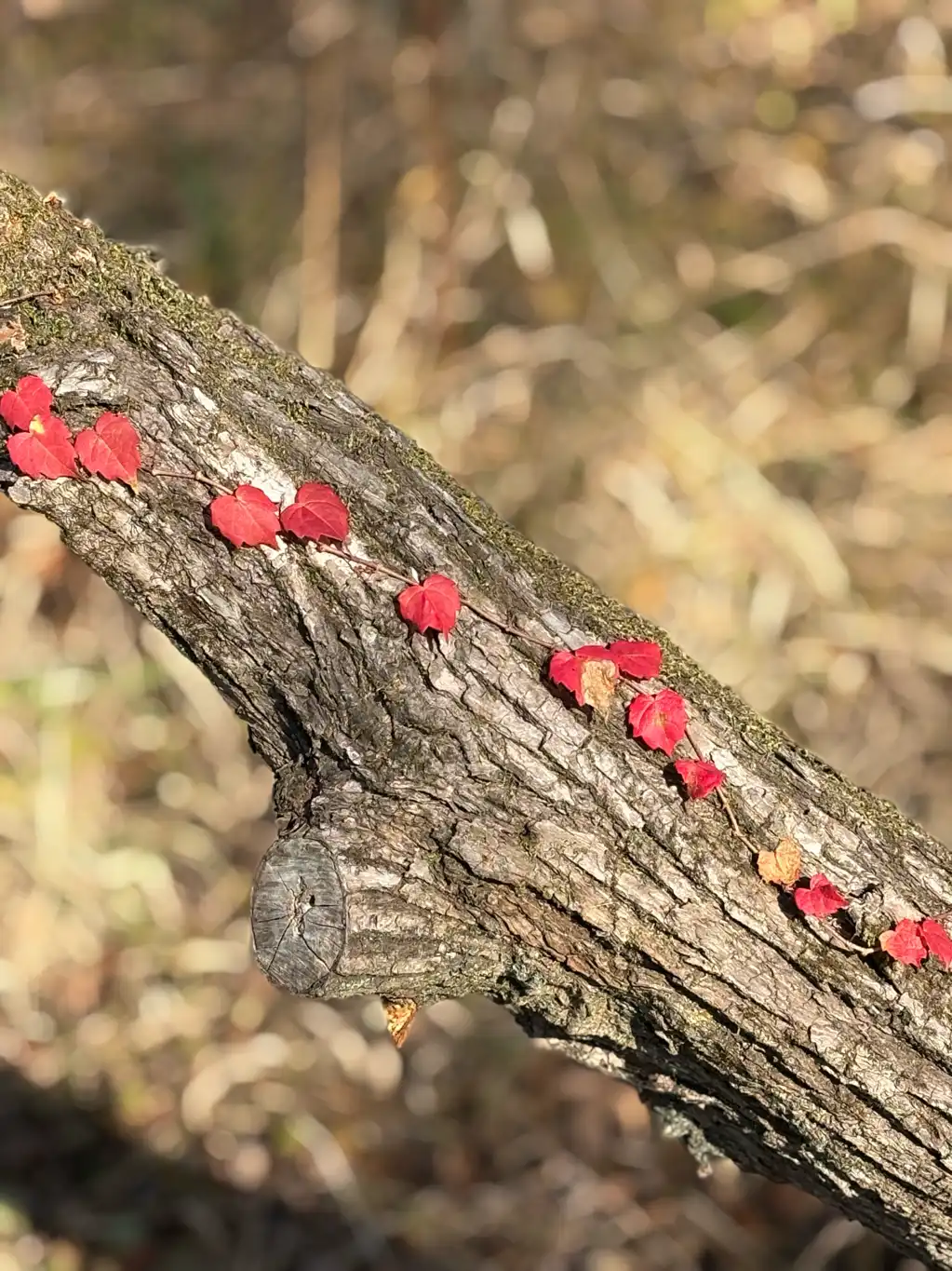 小さな紅葉　水辺の広場近くの木道にて