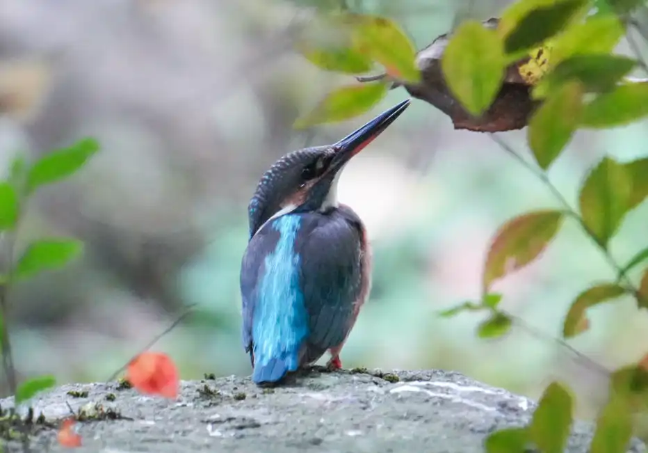 カワセミは身近にいるよ！