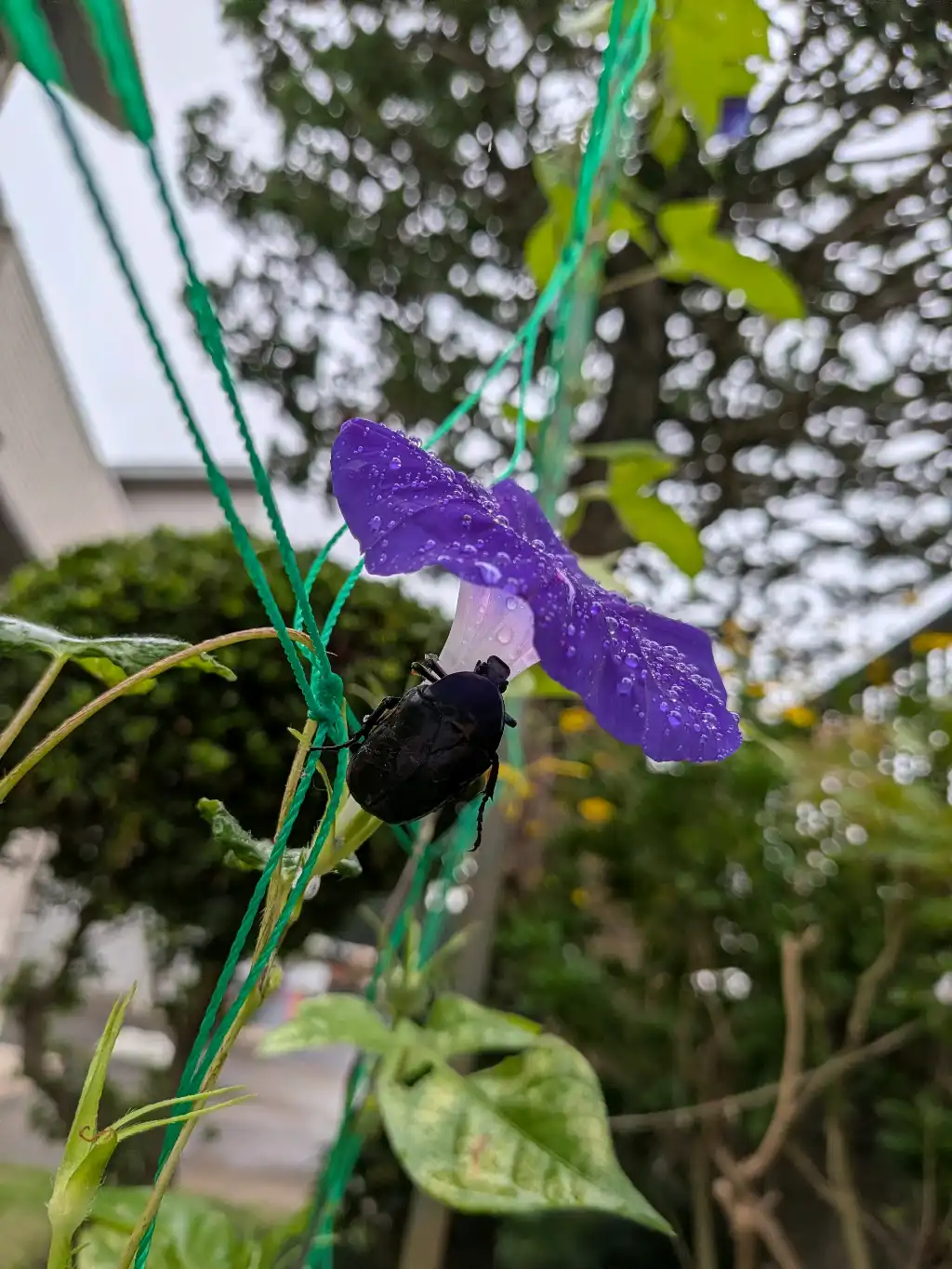 雨宿り