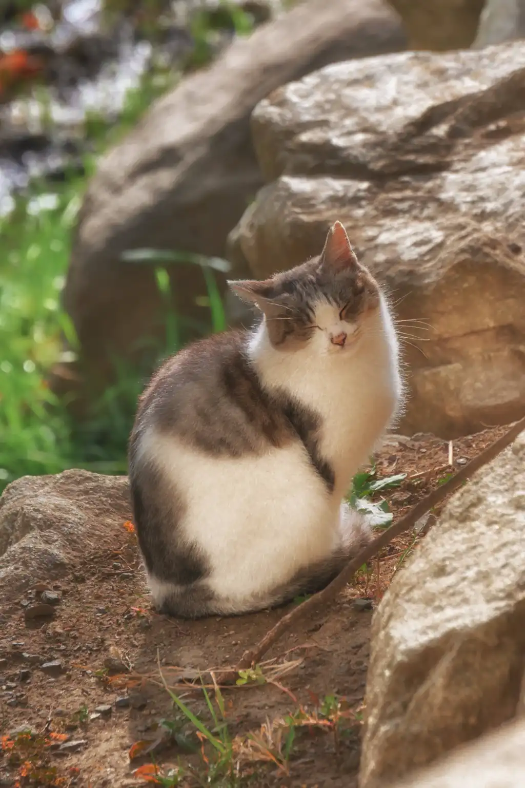 ひがし野のアイドル