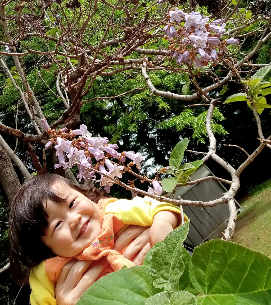 初めて見た桐の花！