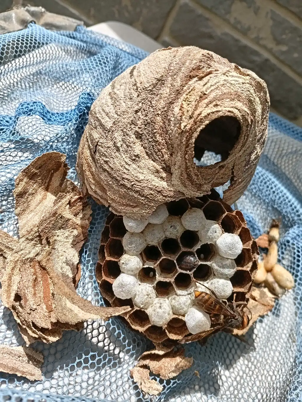 スズメバチの巣を駆除しましたよ〜✨️