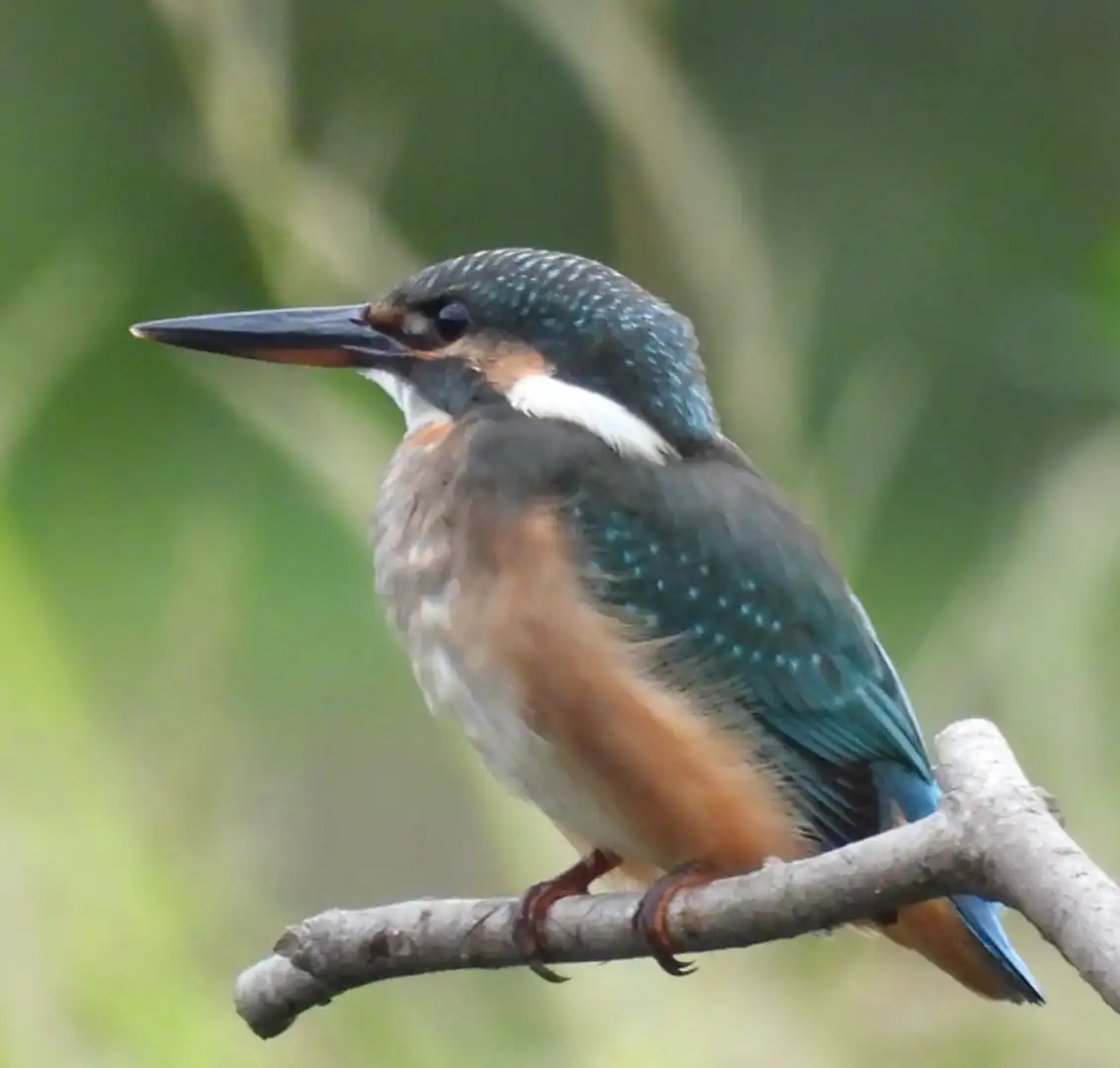 四季の里公園で出会えるカワセミちゃん