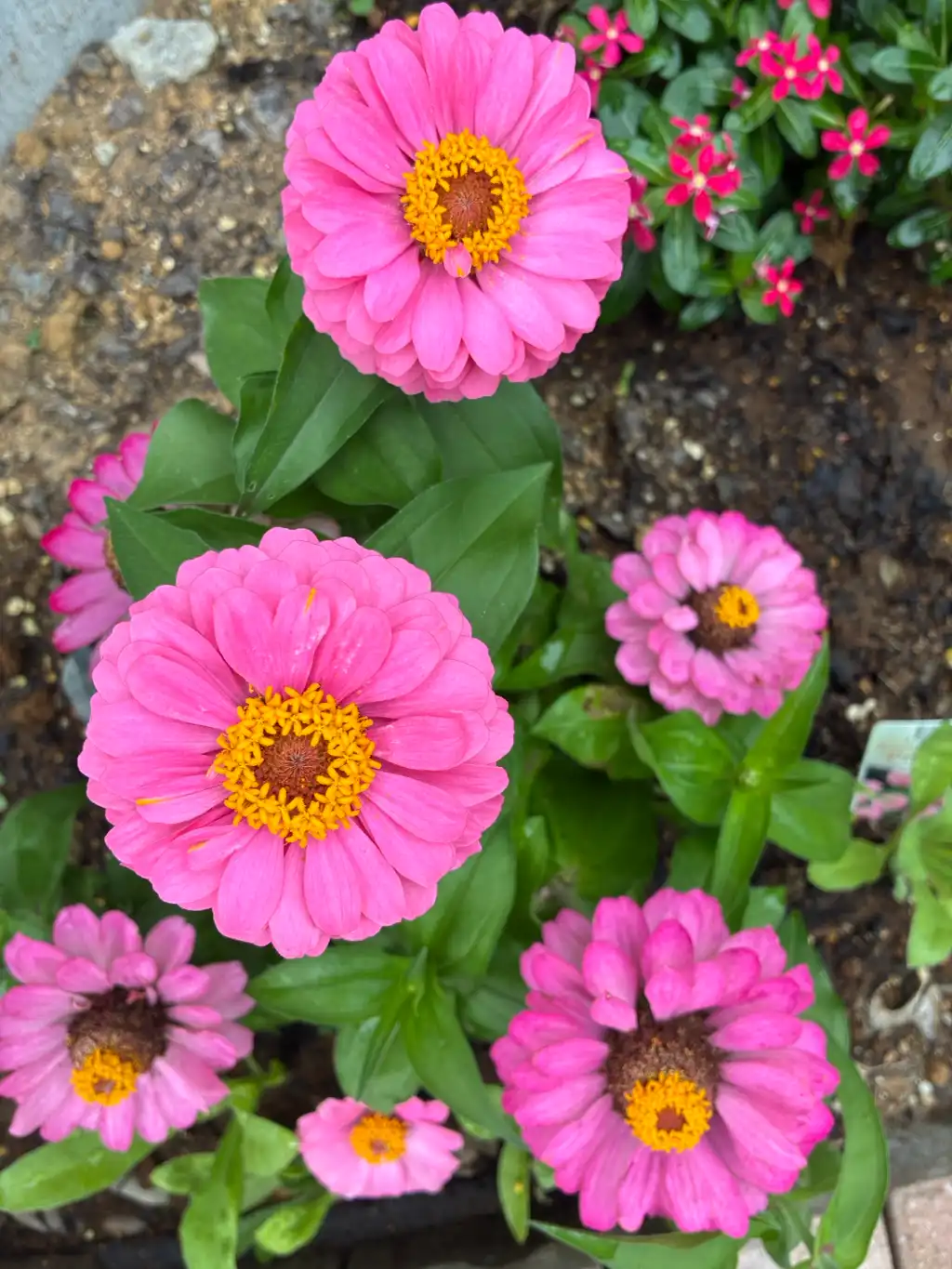 自宅の花壇　ジニア