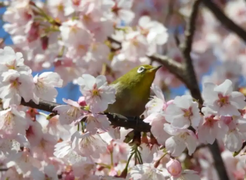 一足早く咲く大寒桜に大喜びのメジロ