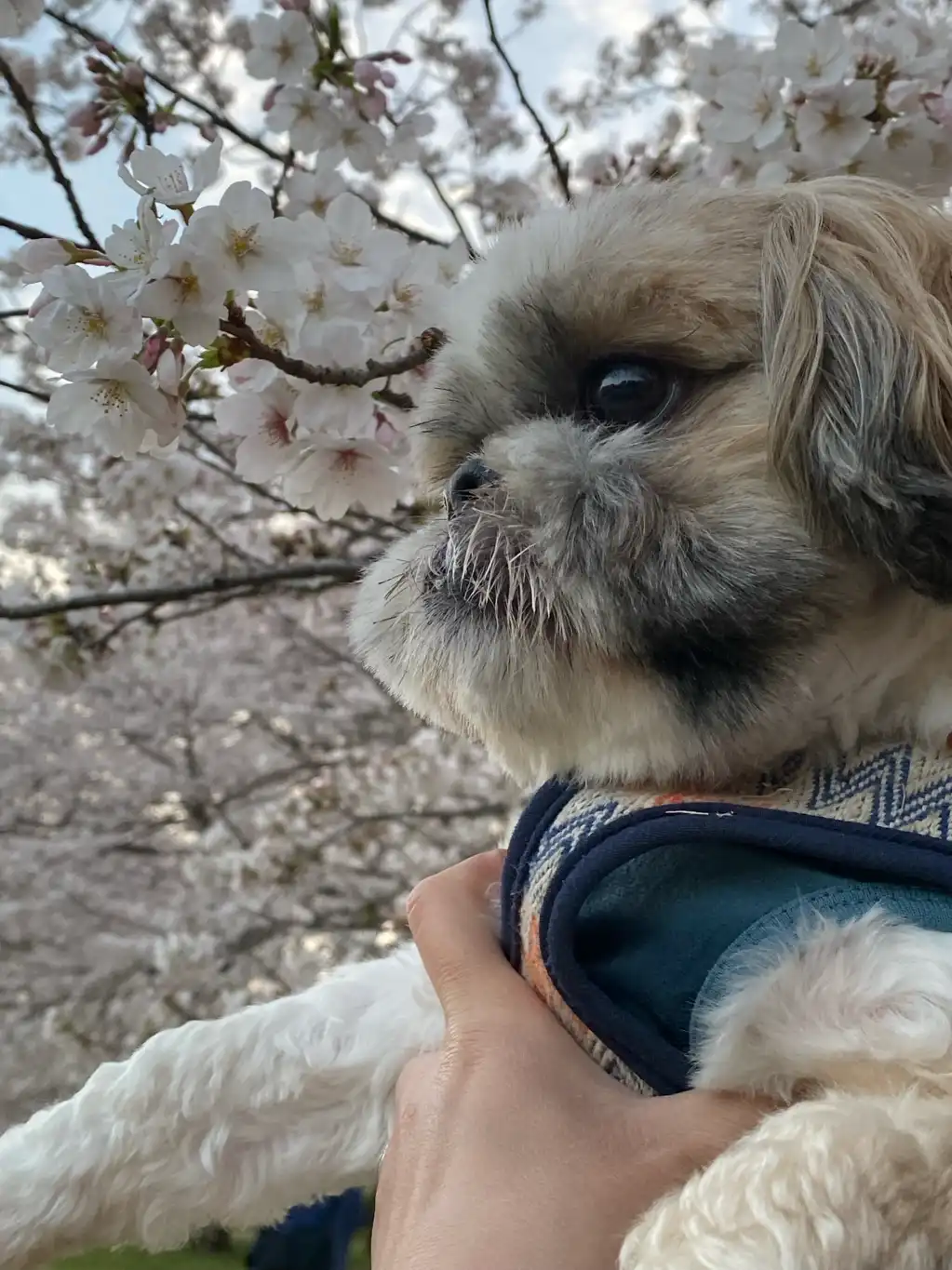 ぼくもお花見