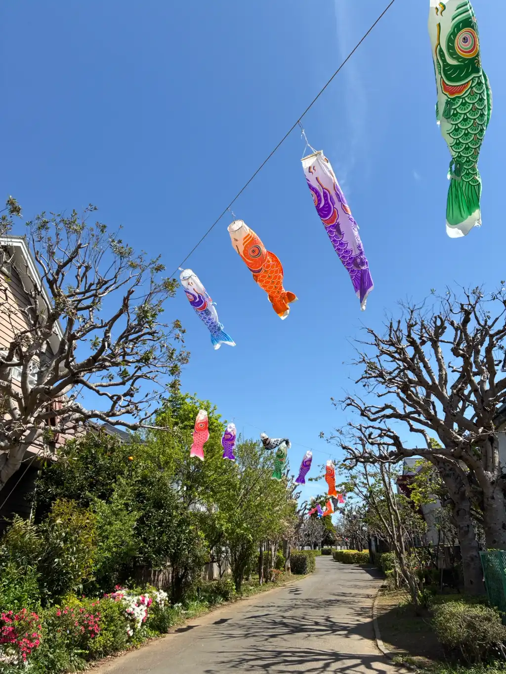 今年も泳ぐ