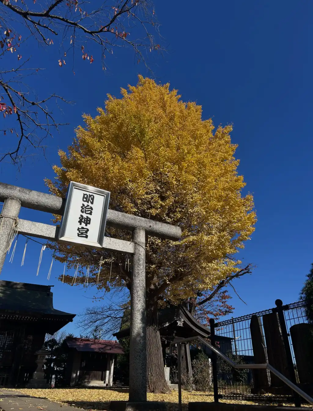 黄金の塔　境内にそびえる一本イチョウ