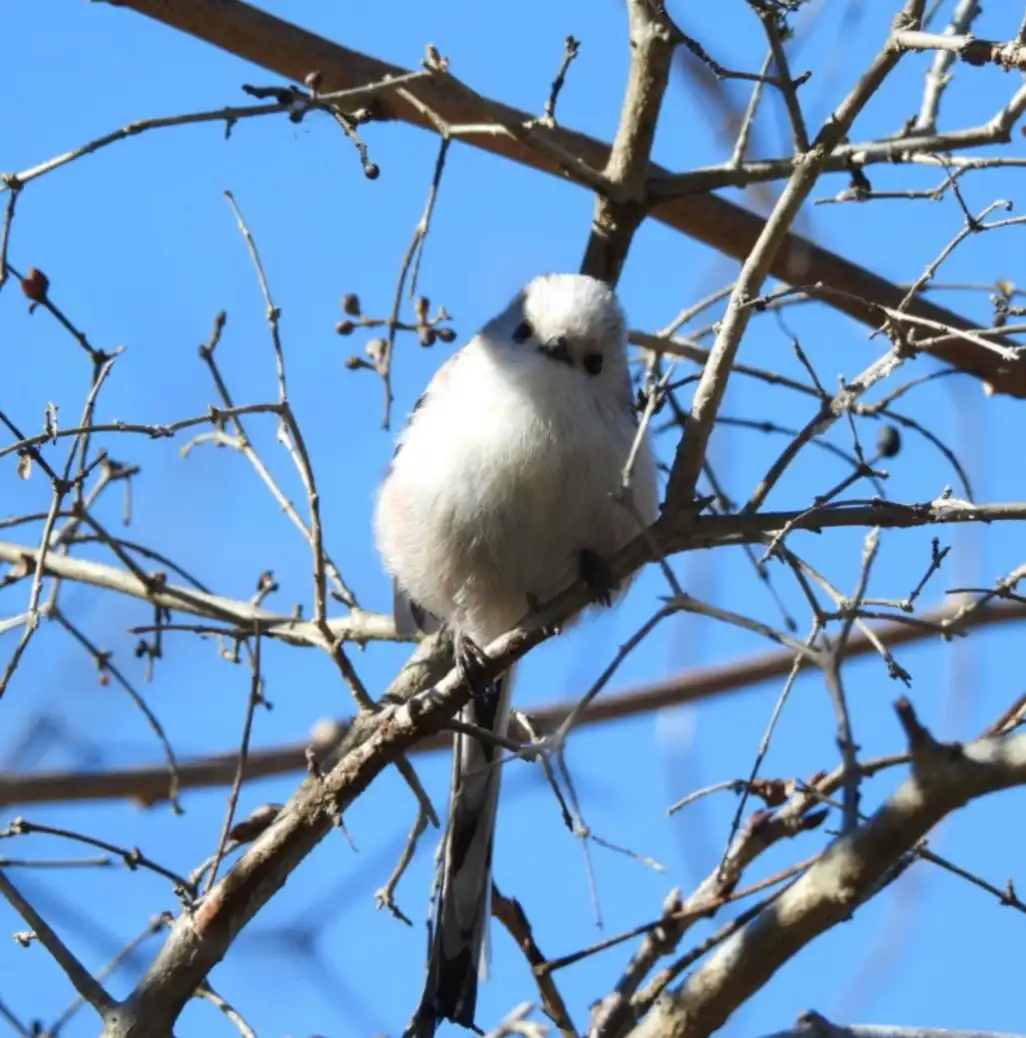 チバエナガちゃん（シマエナガじゃないんだよ）