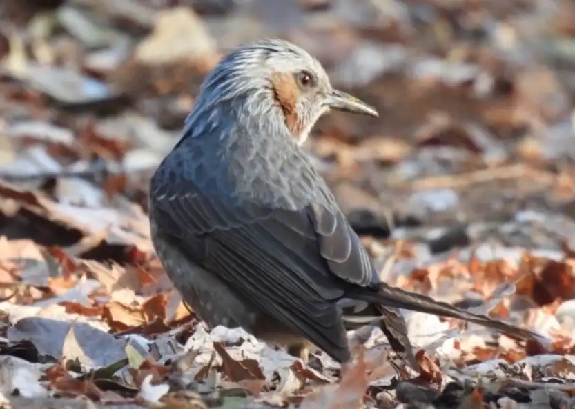 ご飯ないかなぁ、採餌中のヒヨドリさん