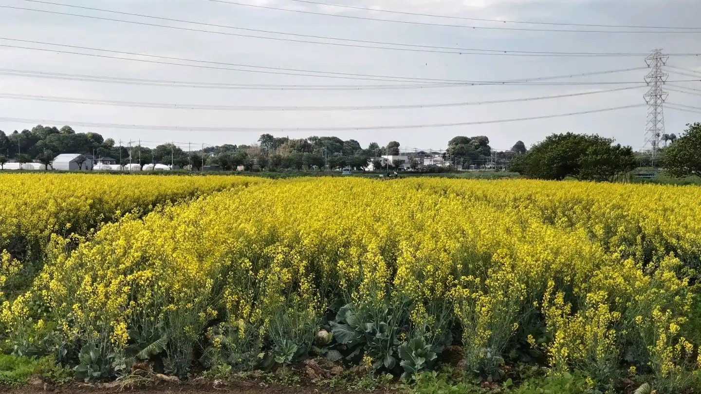 キャベツの花