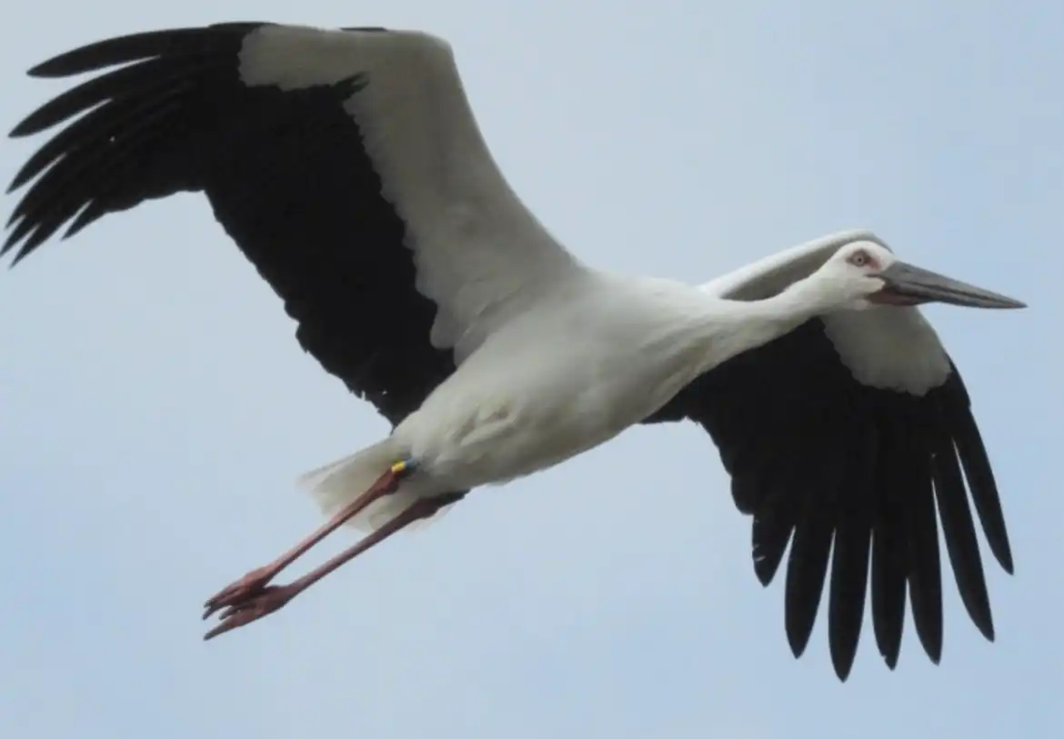 守谷にコウノトリ舞う