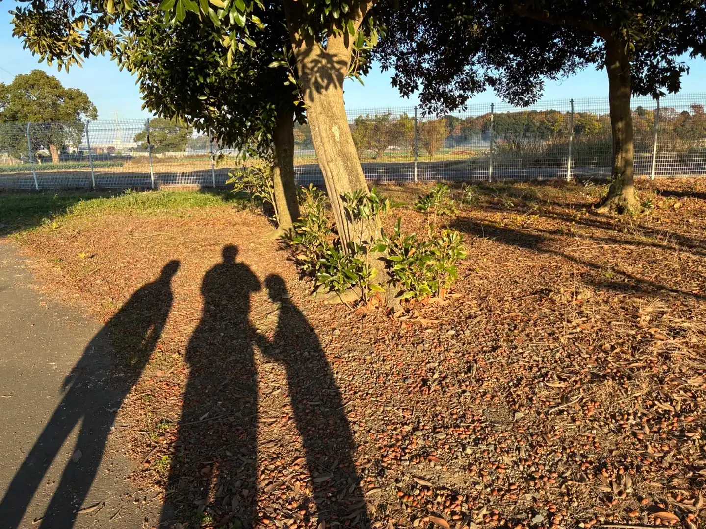 どんぐり絨毯を征く、親子3人の探検隊