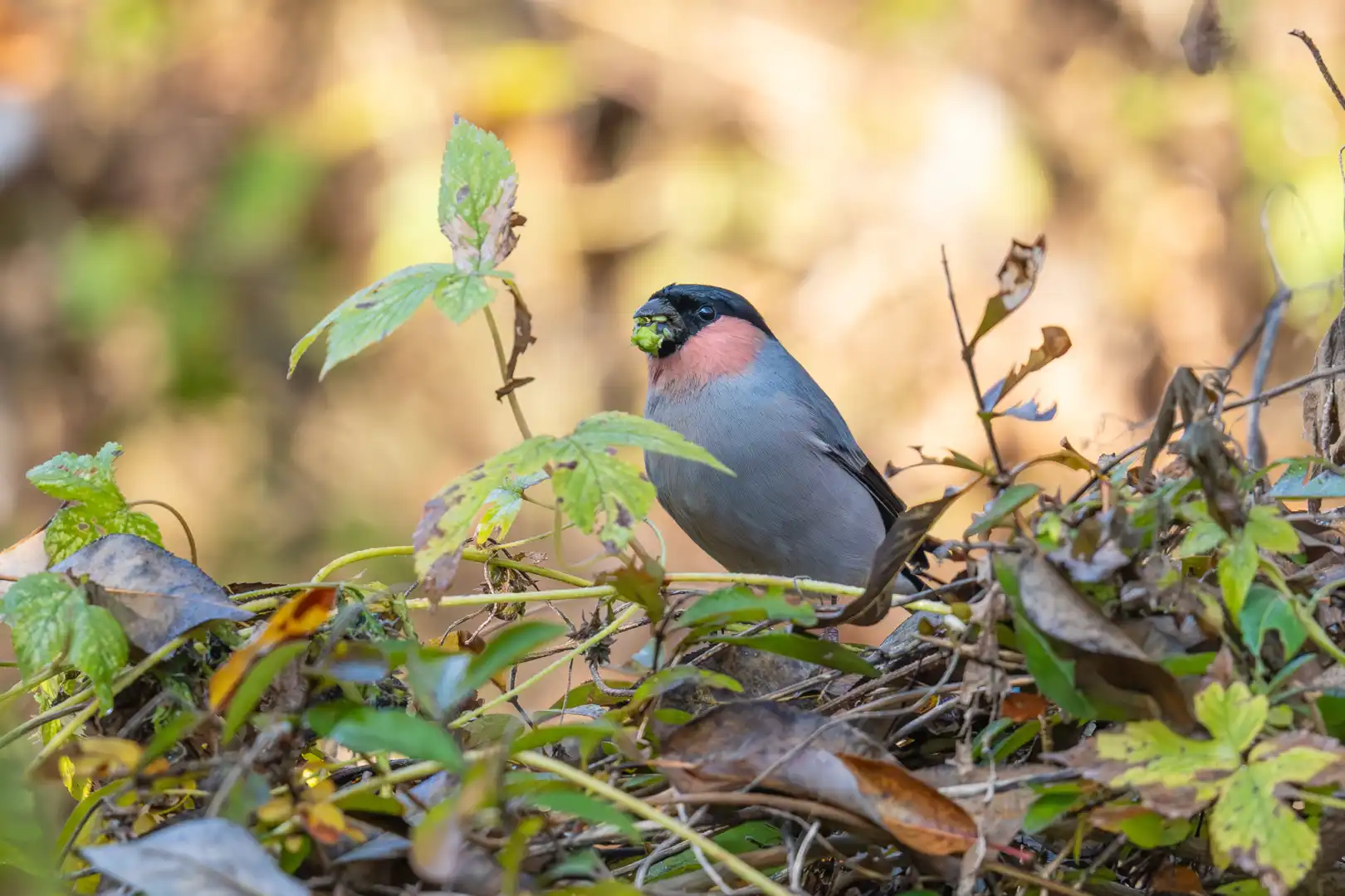 食いしん坊なウソさん