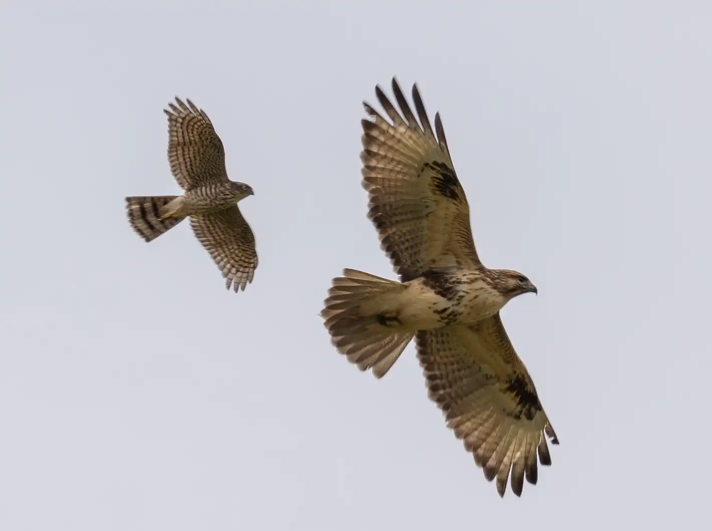 ノスリとハイタカのダンス