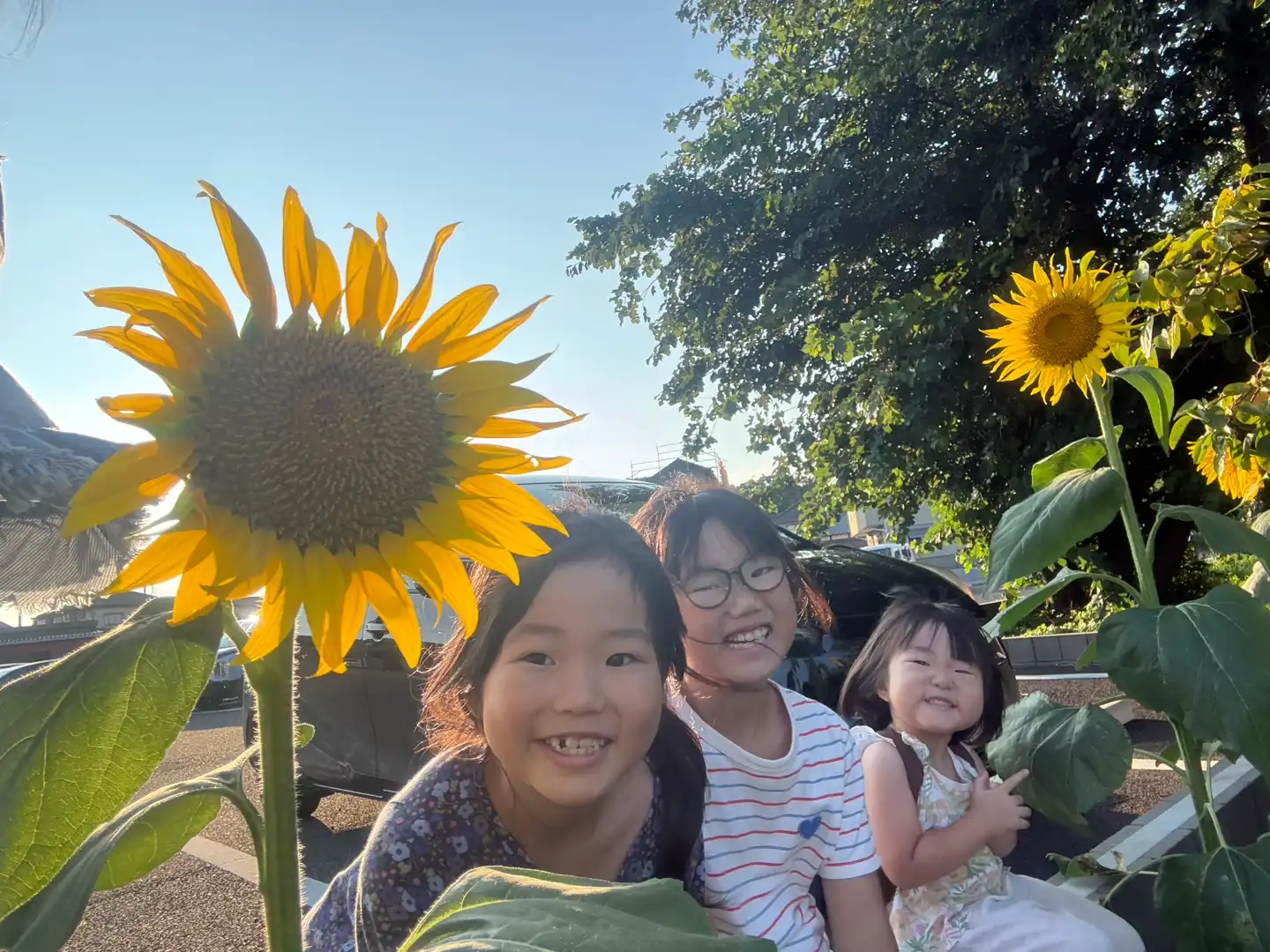 向日葵と三姉妹