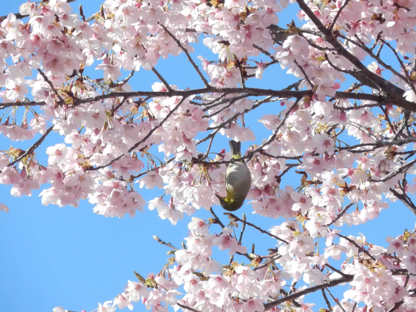 河津桜とメジロ