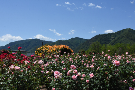 第17回ばら祭り　スタート！！